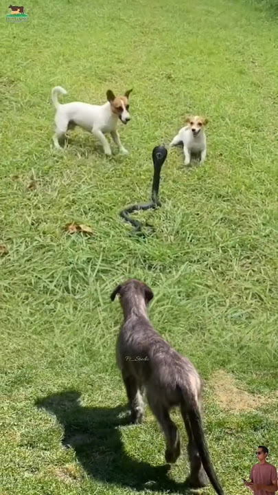 Detik-detik menegangkan, Anjing vs Ular cobra #animals #anjing #cobra #ular