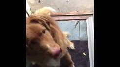 Sydney dog fetching in firewood