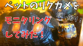 【モニタリング】飼育員さんが居ない時を隠し撮り！アカアシガメ飼育記録＃９