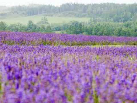 Video: ¿Cuándo florecen las lilas?