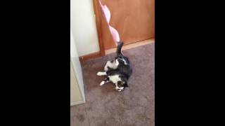 Cat Stuck in Bra(, 2016-05-30T09:42:39.000Z)