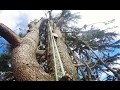 Big Old Growth Himalayan Cedar Tree Dismantle - Piece by piece they drop - Two day climb