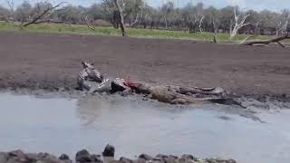 crocodile eats zebra alive  ..raw animal behavior by animal raw behavior 226 views 2 years ago 2 minutes, 31 seconds