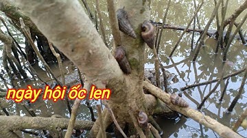 Vào rừng ngập mặn tranh thủ thủy chiều dân lên đụng ổ ốc len môi dày 