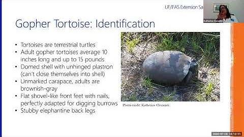 Wild Sarasota: Gopher Tortoise (webinar)
