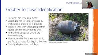 Wild Sarasota: Gopher Tortoise (webinar)