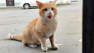 I fed two beautiful and hungry cats in front of my door by My street cats 139 views 1 year ago 2 minutes, 26 seconds