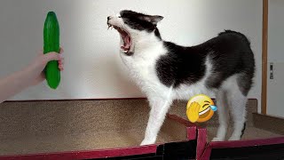 Funniest Cats and Dogs Videos  Best Funny Animals 2024 #16