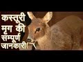 कस्तूरी मृग के  विषय मे रोचक तथ्य | kasturi mrig ke vishay me rochak tathya |  musk deer