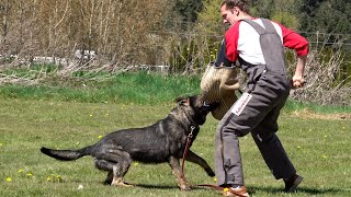 A Powerful Protector | Kraftwerk K9 German Shepherds by Kraftwerk k9 749 views 13 days ago 1 minute, 18 seconds