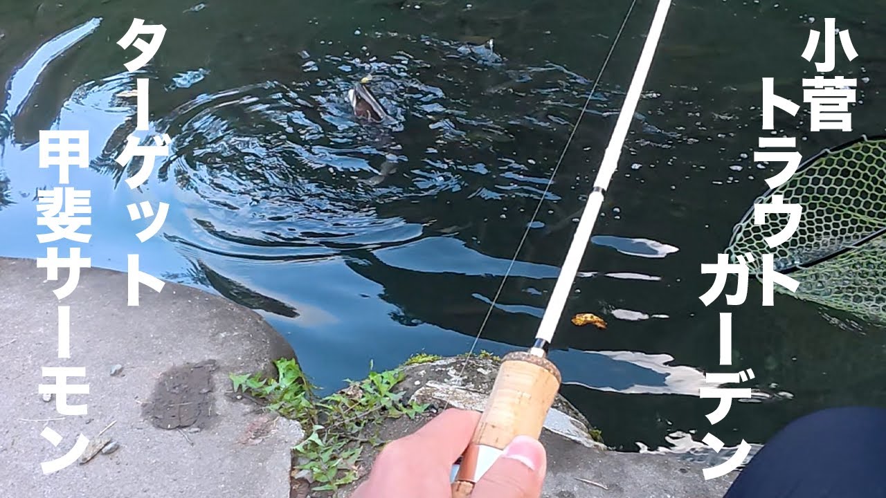 秋の小菅。甲斐サーモン狙いでルアーを一日中投げ倒す。