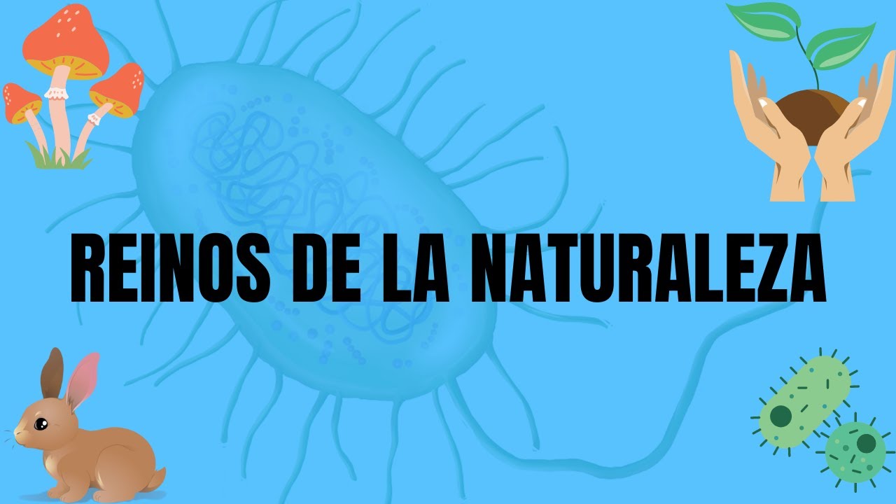 reinos-de-la-naturaleza-diferencias-y-semejanzas-youtube