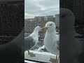 Две чайки вместе (Two seagulls together)