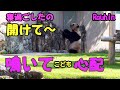 楓浜が気になり鳴いて訴えるお母さんパンダ👩寝過ごしたと勘違い、アドベンチャーワールド良浜🐼