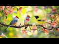 Birdsong рџ ЉпёЏрџ ЉпёЏрџ ЉпёЏ Piano Workday Stress Relief Relaxation Birdsong рџ ЉпёЏрџ ЉпёЏрџ ЉпёЏ Piano Workday Stress Relief Relaxation