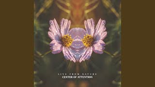 Walk in the Forest - Center of Attention