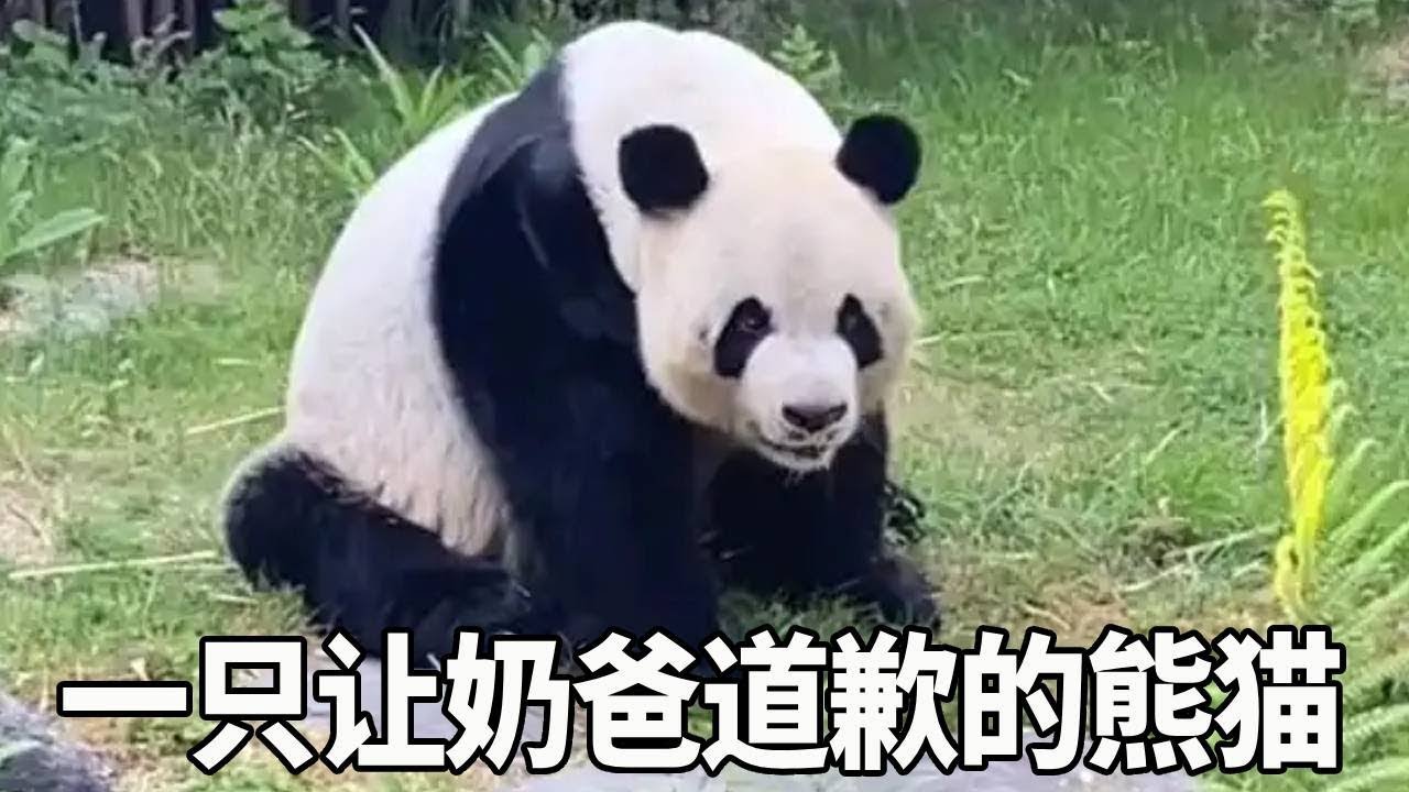 大熊猫究竟能有多会拿捏自己的奶爸，这天星辉感觉自己受骗立马生气不理奶爸，下一秒奶爸们就水灵灵道歉了！【大橙子数据】