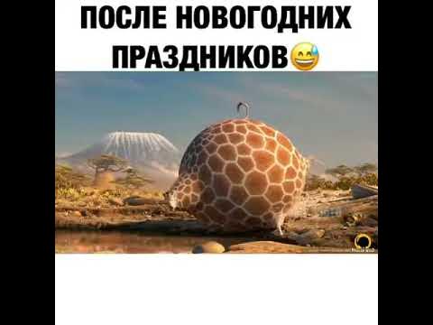 Смешные жывотные - YouTube