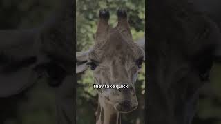 Giraffes Only Sleep 30 Minutes a Day! | Fascinating Animal Facts