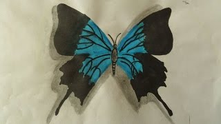 how to draw a realistic butterfly (Time lapse)