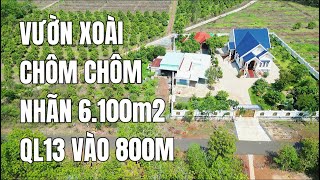 363 Vườn trái cây 6sào cách ql13 vào đúng 800mét ngay chợ trường ubnd xã đường 2oto né nhau