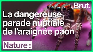 L Araignee Paon Quelle Est Sa Technique De Seduction Youtube