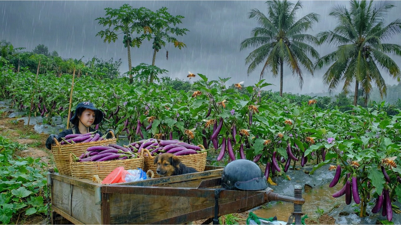 Harvest A Cart Of Eggplants To Sell At The Market – Plant Flowers In Front Of The Kitchen
