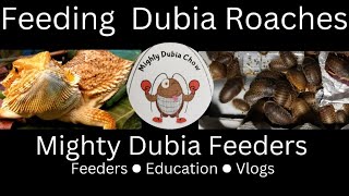 How To Successfully Feed A Dubia Roach Colony in 2023Healthy Food & Habits! (WATCH THESE DUBIA EAT)