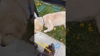 Real World obedience training!#dog #labrador #retriever #dogobedience #puppyobedience #everyone#pet