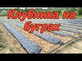 Клубника на высоких грядках(буграх). Пленка 25*30. Belklubnika.by