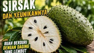 Soursop and Its Uniqueness: A Thorny Fruit with Soft Flesh screenshot 2