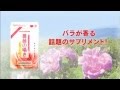 DMJえがお生活　薔薇の囁き〜ローズ＆シャンピニオン〜「バラ香る篇」