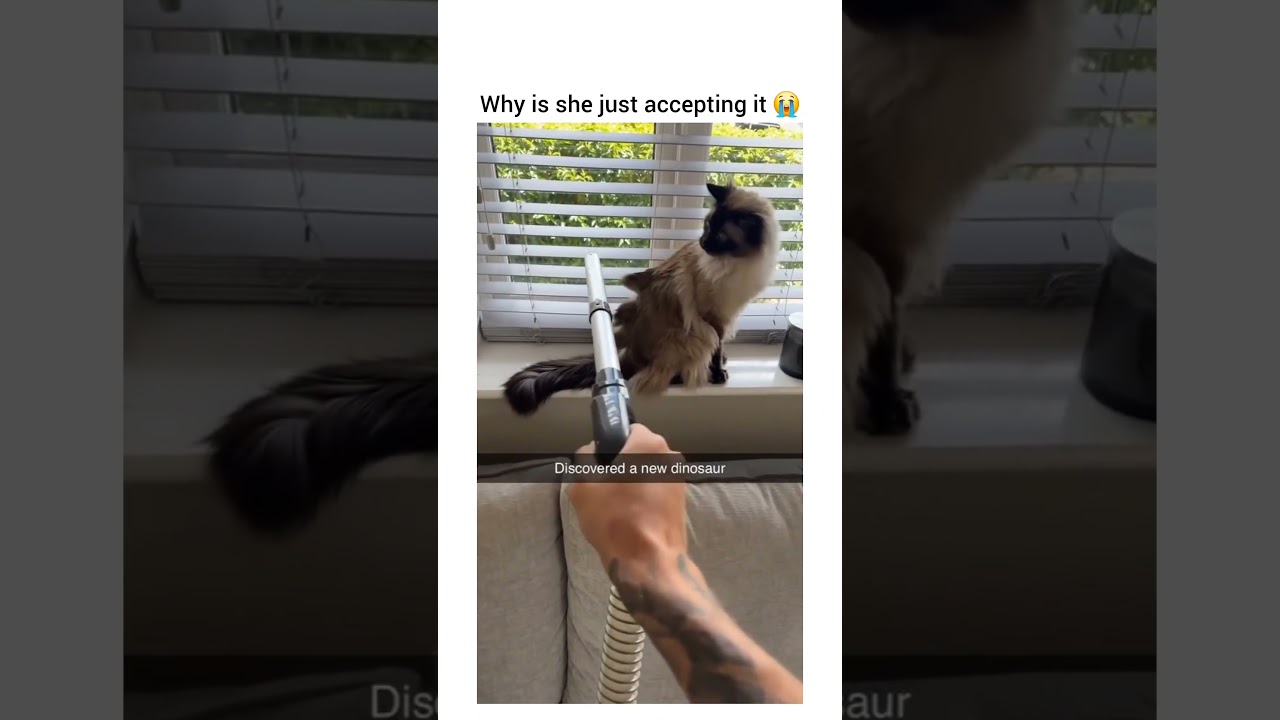 I've never seen an animal so calm around a hoover before