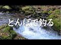 【渓流エサ釣り】とんぼで釣る 2023