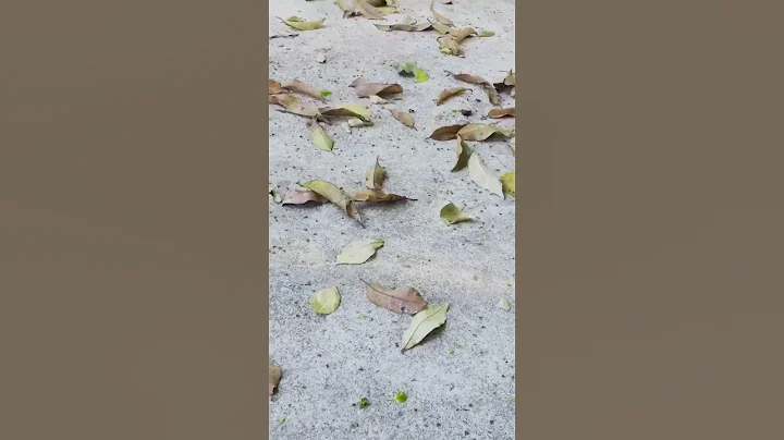 Video 7816441: tabby scottish fold, scottish fold cat, red tabby