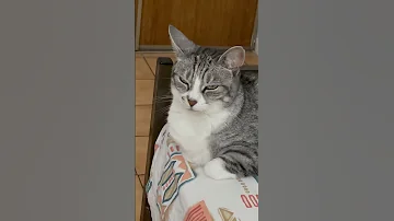 1 Septembre 2025 Mon Chat Se Sommeille 