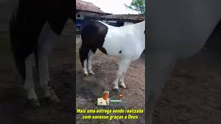 Mais uma entrega realizada com sucesso! Graças a Deus #mangalargamachador #marchapicada