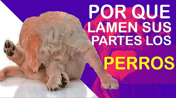 ¿Por qué los perros lamen las partes íntimas de sus bebés?