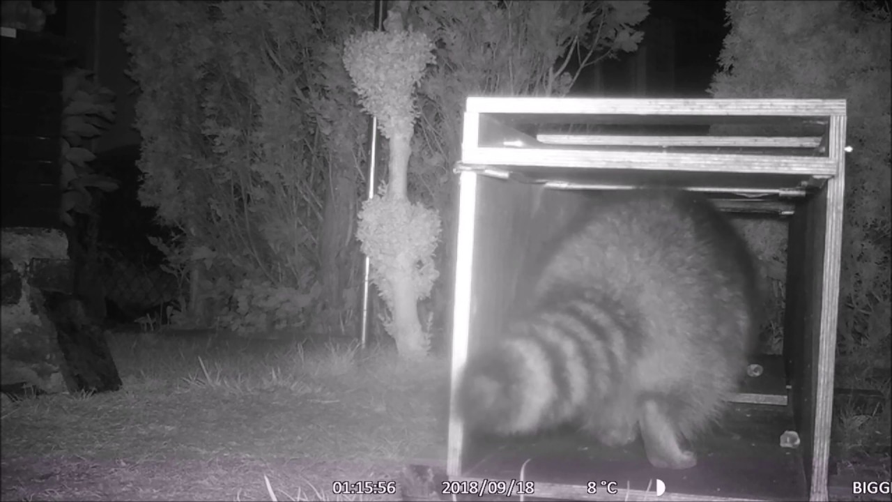 Waschbären auf der Schwarzwildjagd