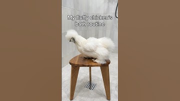 My Fluffy Chicken’s Bath Routine 🫧