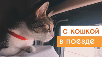 Как перевести кота на поезде