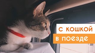 С КОШКОЙ В ПОЕЗД: КАК ПОДГОТОВИТЬСЯ? ЧТО ВЗЯТЬ С СОБОЙ?