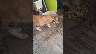 aanabul lagi haus #shortsvideo #funnycats