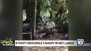Large crocodile caught in Key Largo, released safety
