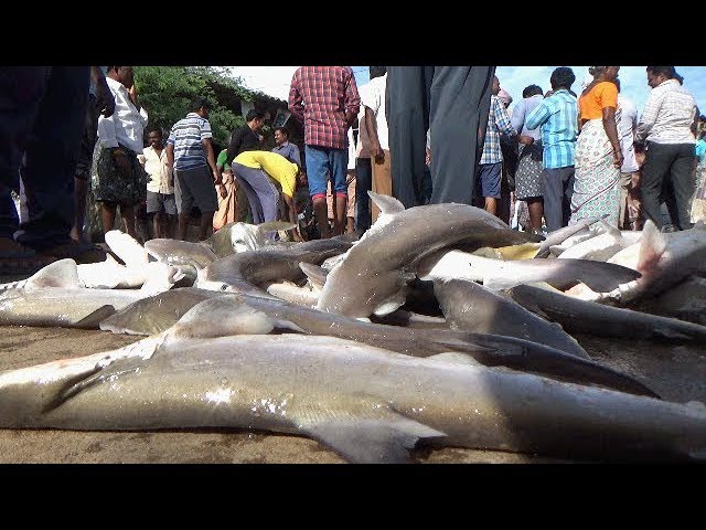 Early Morning Fish Market at Antervedi Near Narsapuram - AP INDIA | Street Food INDIA