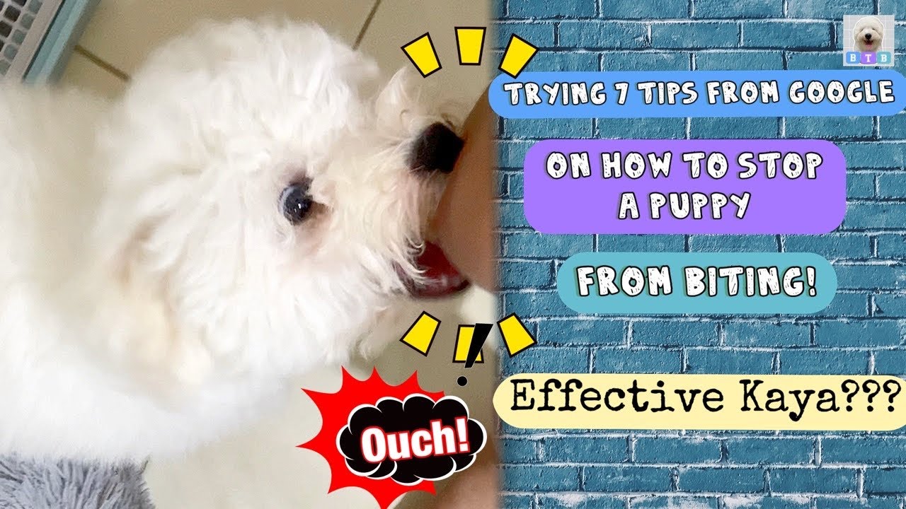 Trying these TIPS on How to Stop a Puppy from Biting (TAGALOG) | Baxia the Bichon