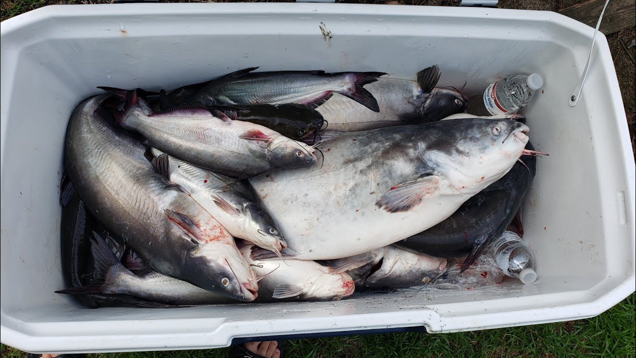 Diversion canal catfishing YouTube