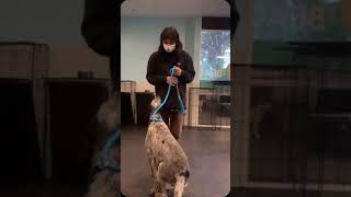 Dogtopia of Upland Recap Video January 14