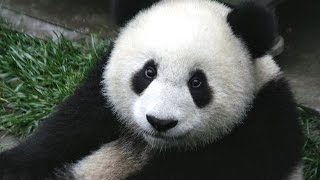 Giant Panda Sounds and Pictures for Teaching and Learning Giant Panda Sounds and Pictures for Teaching and Learning