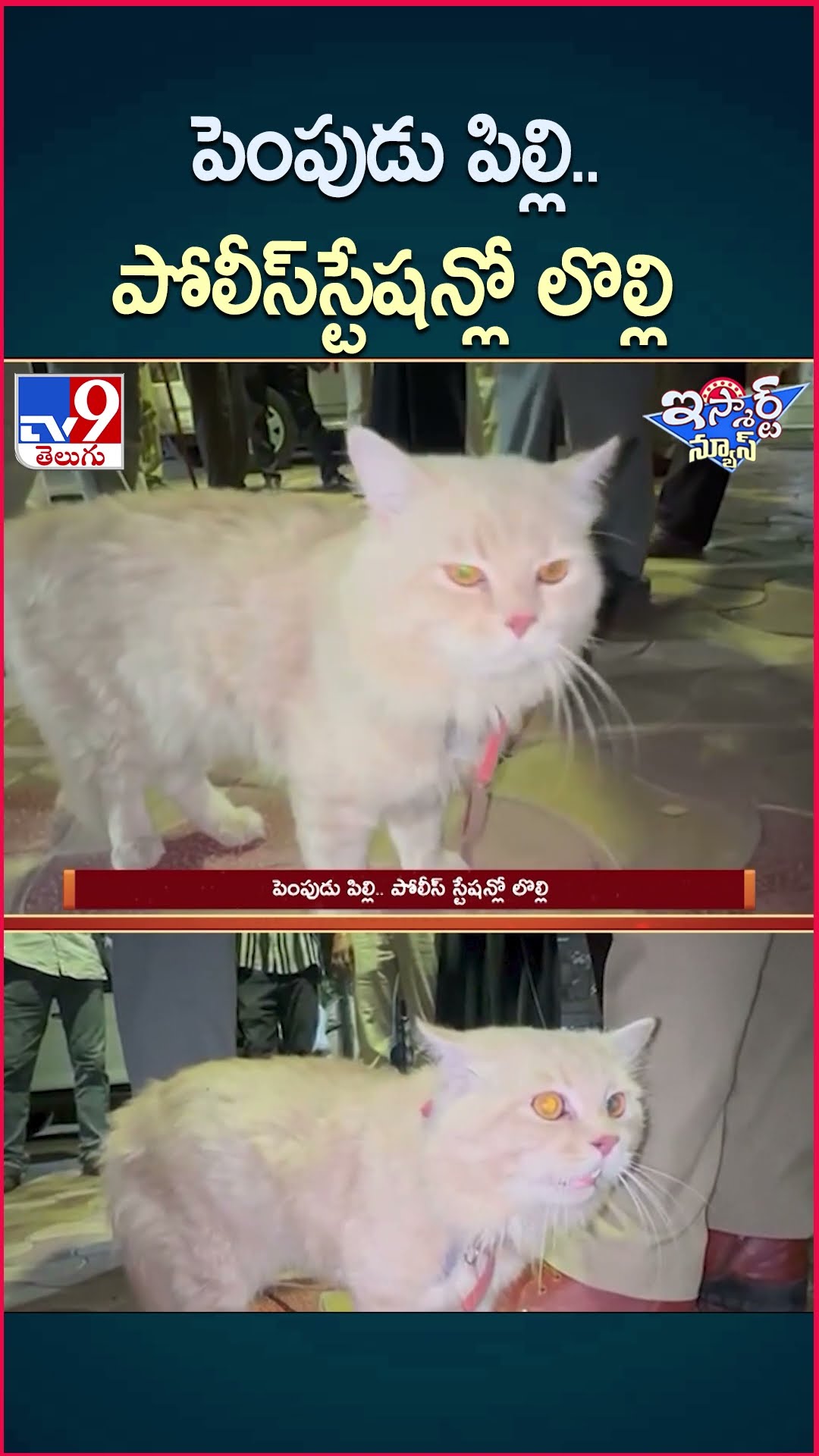 iSmart News : పెంపుడు పిల్లి.. పోలీస్ స్టేషన్లో లొల్లి  - TV9